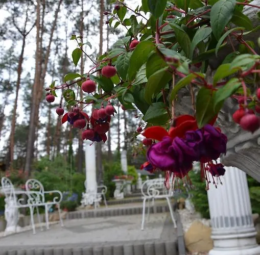 Maciejanka Kobyla Góra